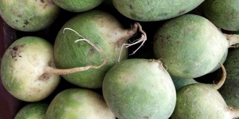 Zelena rotkvica: korisna svojstva i kontraindikacije